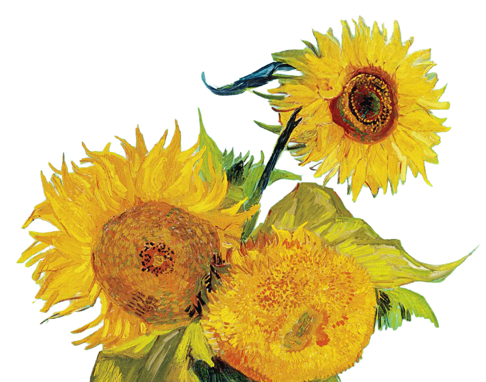 Girasoles